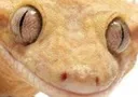 1braincellgeck 1braincellgeck