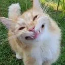 weirdkitty