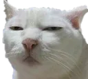 suskitty