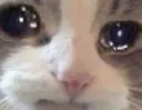 sadderkitty