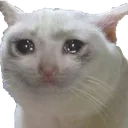 sadkitty