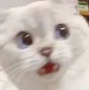 br_catwShocked