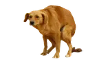 caca