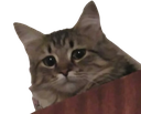 cat_punch_pain
