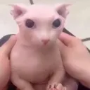 bingus
