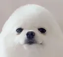 kireina68_eggdog