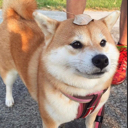 leaf_dog Discord emoji