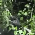 monkystare