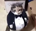 fatasscat