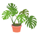 monsteraplant