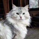 cat_gods_cat