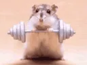 Hamster_Weights