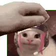 urbancat_headpat