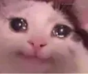 cryCat
