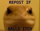 Repost_if_balls_itch