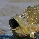 pogish Discord Emoji