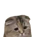 sad_cat