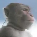 monkeyjustakingamoment