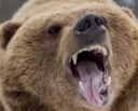 ActualBear ActualBear