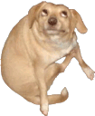 wildwestdogmeme