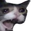 Cryingcat cryingcat Discord Emoji