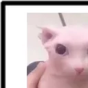 bingus1 bingus1