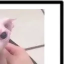 bingus2 bingus2
