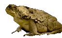 froggdance Discord Emoji