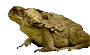 froggdance