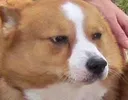 susdoge susdoge