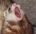 ferret_screm