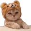 catannoyed_ZH