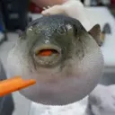 aeugh