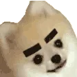 BROWS