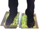 footlettuce