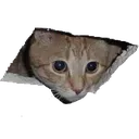 catlook
