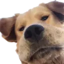 dogWeird