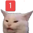 confusedcatping