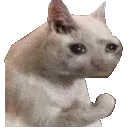 Sadcat