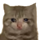 c_sadCat Discord Emoji