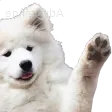 doggowave