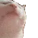 catJAM