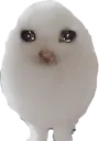 eggcat