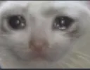 sadcat