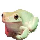 politefroggo