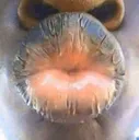 Ditch_Kiss