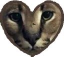 floppaheart floppaheart