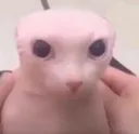cojone