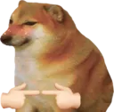 Shydog