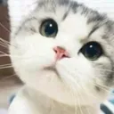 DPC_pussy_cat DPC_pussy_cat